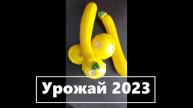 Урожай 2023 - кабачки и патиссоны. (3) — к3