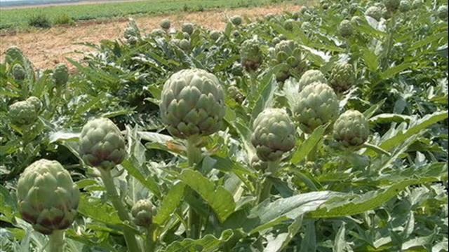 Optimus Slime - Unlimited Artichokes