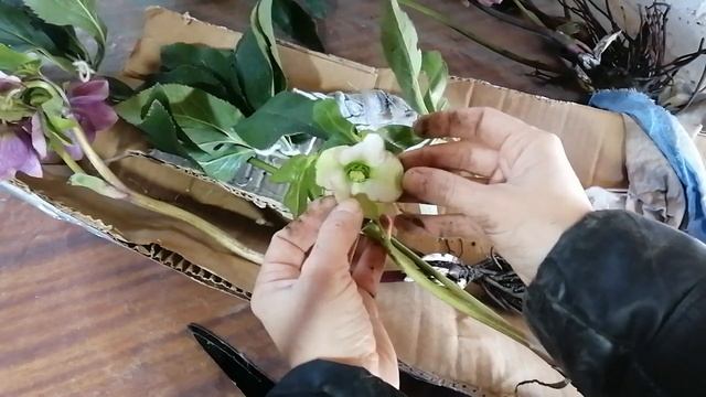 Опять купила растения на АВИТО