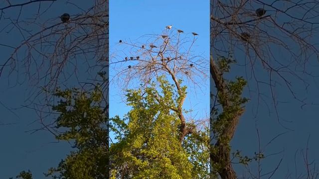 Birds on The Highest Branches of The Tree