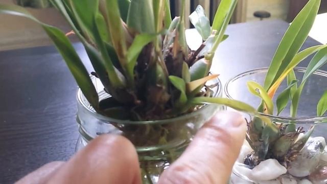 Orchid - Oncidium Twinkles (White and Red) in Trouble?!