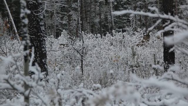 Покров день. Косули.