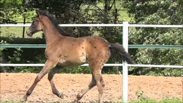 ELITAR'S  BREEDING  PRODUCT -  2017.  Part II