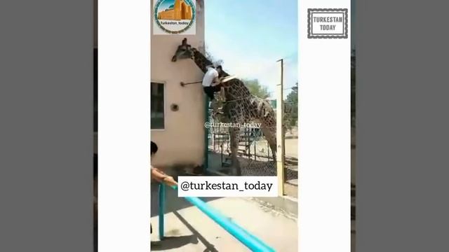 Пьяный казахстанец залез на жирафа и катался на нем