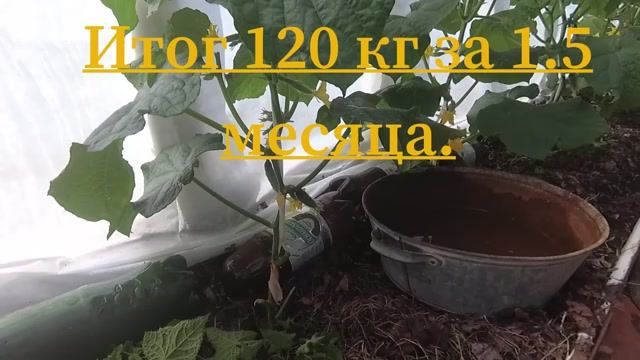 Огурцы партенокарпики - формировка  (нюансы) - сравнение урожайности гибридов.