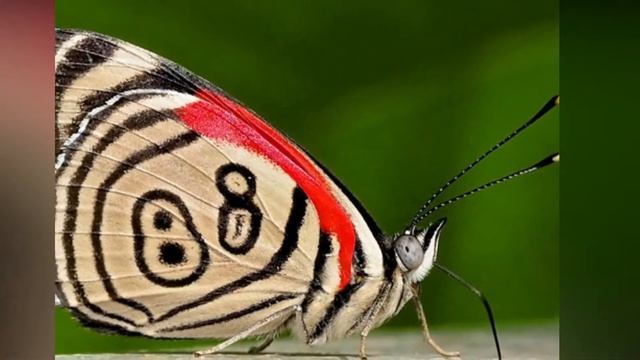 10 Most Beautiful Butterflies on The World