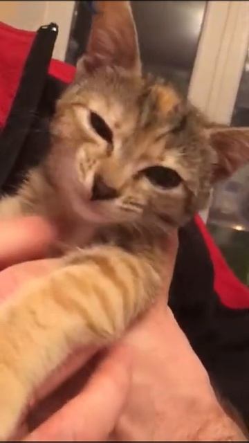 Кошка ворует сметану