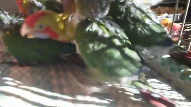 Manual feeding of a parrot Pyrrhura and Rosella