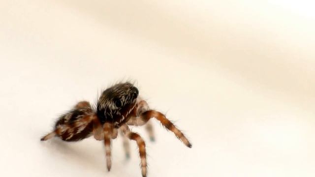 Baby Phidippus Carolinensis Jumping Spider