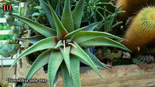 Plantas suculentas que prefere lugares mais sombreados e bem iluminados