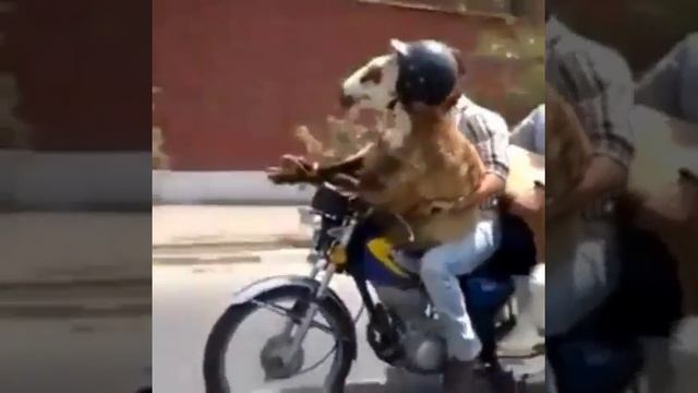 Трахает животное) на мотоцикле