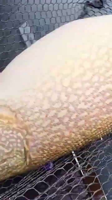 Клара ЗАХАРОВНА -монстр🫣#shorts #youtube #youtubeshorts #fishing #рыбалка #pike #new #поймалотпусти