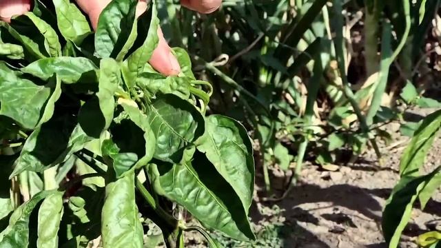 Жареная Капуста с Мясом и Овощами на Садже. Фаршированный Болгарский Перец.