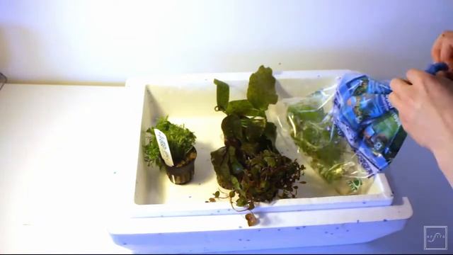 UPGRADING MY TANK | PART 1 | JUWEL LIDO 120