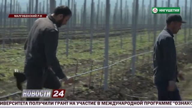 Сотрудники Россельхознадзора проинспектировали черешневый сад в Малгобекском районе