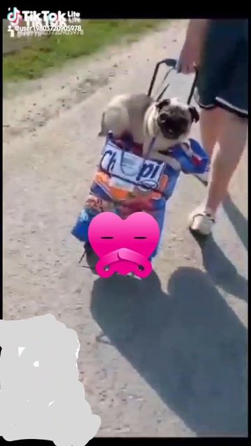 мопс Бобушка