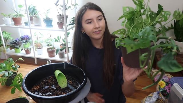 Overgrown Water Propagated Houseplants Finally Going into Soil