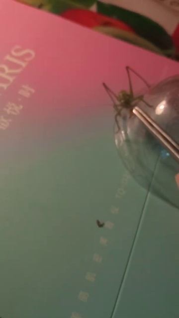 Кузнечик и паук. Кто кого? 🦗 🆚🕷️ Эксперимент №1