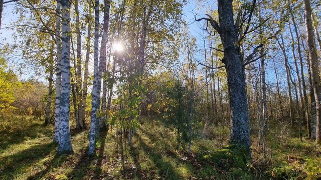 Лесные звуки, чудесное пение птиц в березовом раю. Релакс. Природа каждый день.