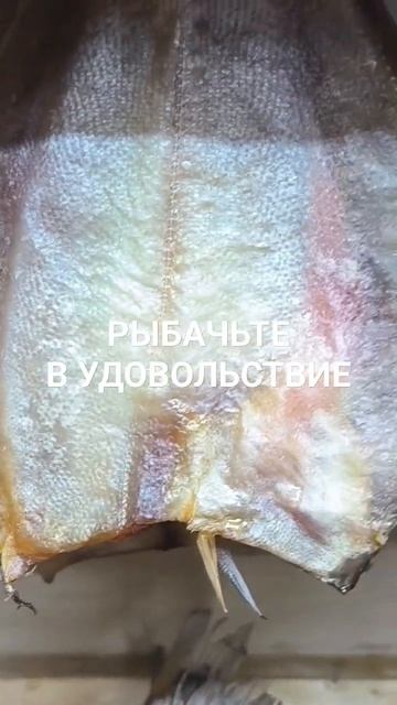 Вяленый ёрш из Мурманска.