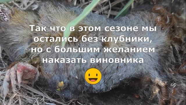 Как избавиться от крота на огороде? Агрофитнес