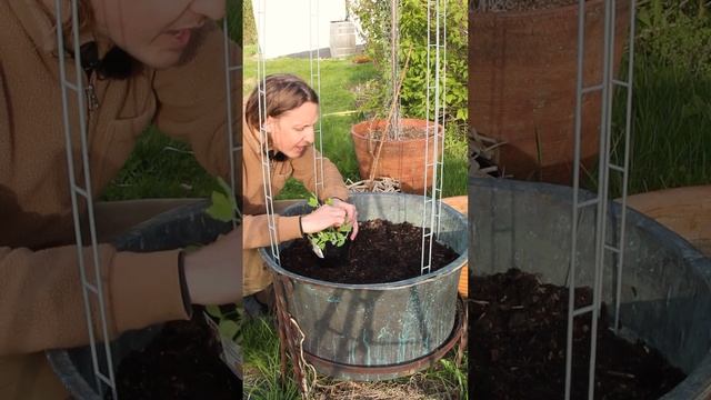 Växtstöd till luktärt. Årets klättertorn till Luktärtor - Trädgårdshacks med GardenR