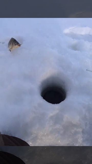 Удочку утащило в лунку 😳