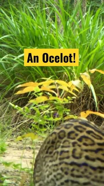 An Ocelot!