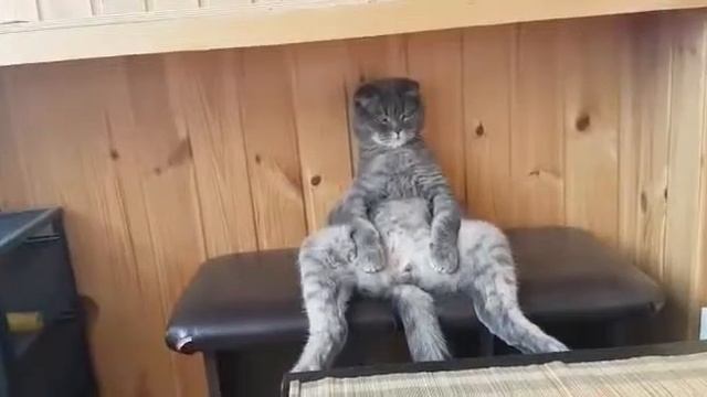 Кот человек