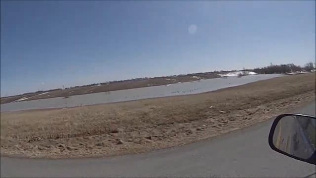 Иммиграция черного гуся в Канаде. Разведка 2