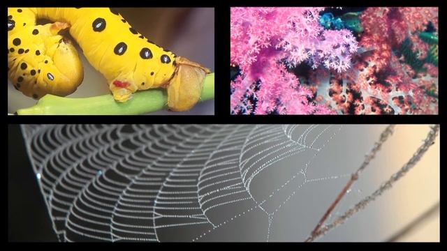 Biodiversity Month