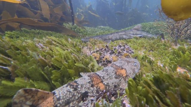 Reef Sharks of Cape
