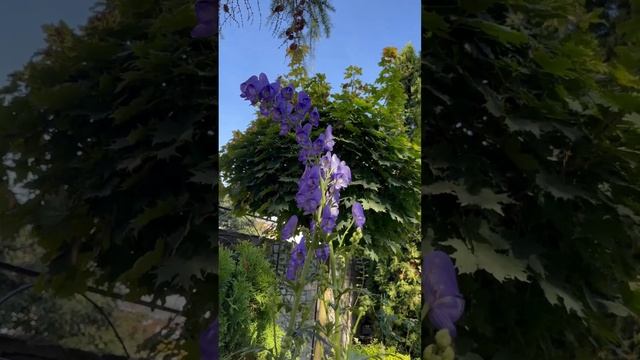 Аконит у которого все ОЧЕНЬ-поздний,крупный…