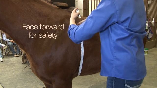 How to Estimate Your Horse's Weight