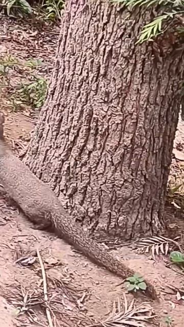 Мангуст и бурундук друзья?! #shorts #animals