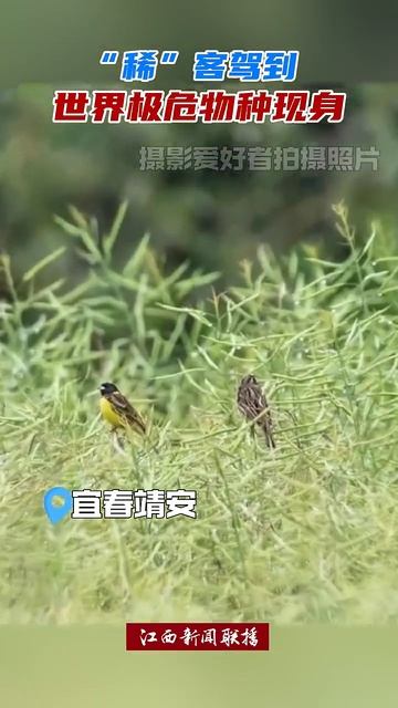 【#机遇中国•绿色赣鄱】稀客驾到！中国江西靖安发现世界极危物种黄胸鹀，别名禾花雀，是国家一级重点保护野生动物。最美湿地，候鸟天堂，中国江西鄱阳湖。