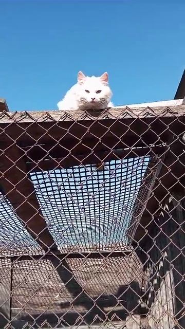 Кот в шоке от происходящего