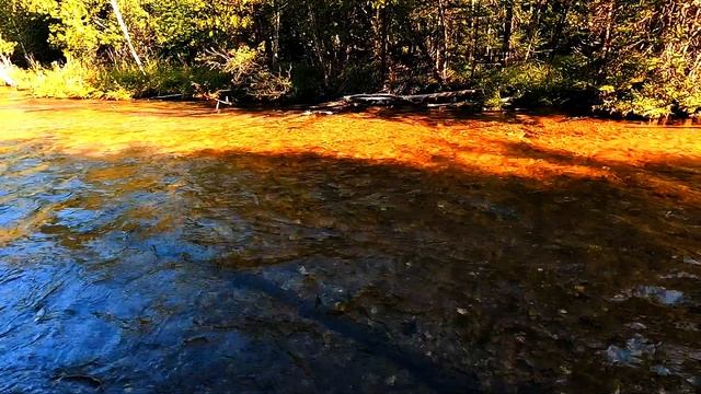 Прекрасный перекат реки. Видео с прогулки по лесу. Шум воды и пение птиц.