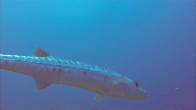 Friendly Barracuda