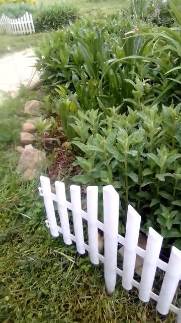 This is why people say not to plant Mint directly in the ground 🤣 (use containers) #nature #garden