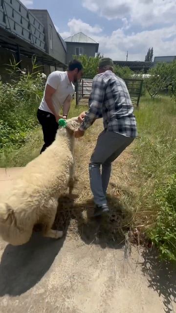 Баран с курдюком гигант