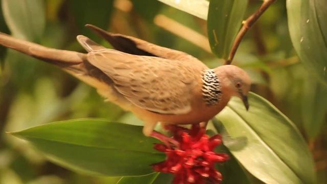 A cute bird (Pigeon?) eats from a juicy flower