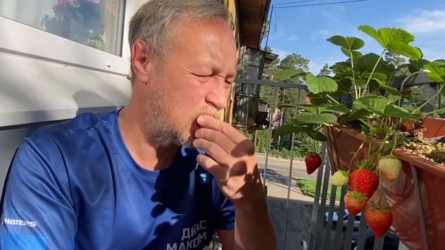 Клубника на балконе с мая по октябрь