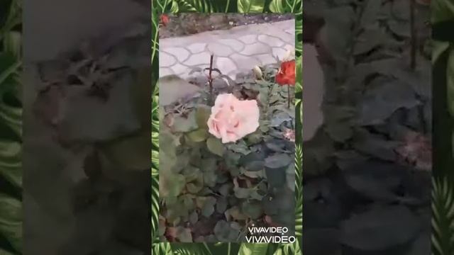 Сад в конце ноября
