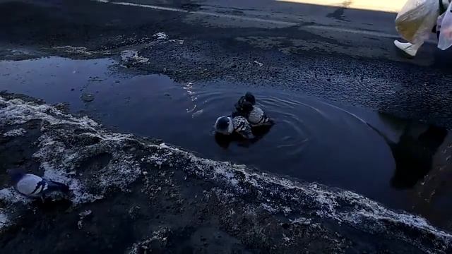 Голуби купаются в луже / Pigeons bathe in a puddle