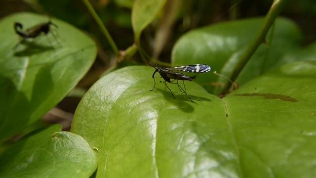 ヤマトシリアゲ Panorpa japonica の求愛行動