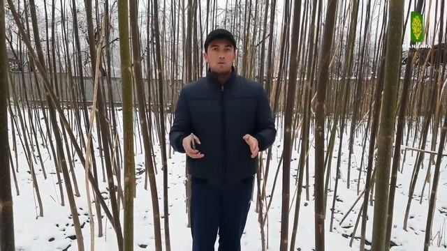 Pavlovniya turlari va navlari |  Сорта и виды Павловнии