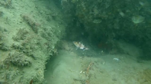 Buceo 25/05/2019 Escollera Norte Mar del Plata - Placa ARA San Juan