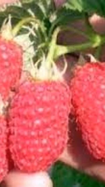 Малина Ляшка  Сибирское здоровье