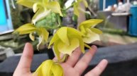 Cycnodes Lorraine Lee
